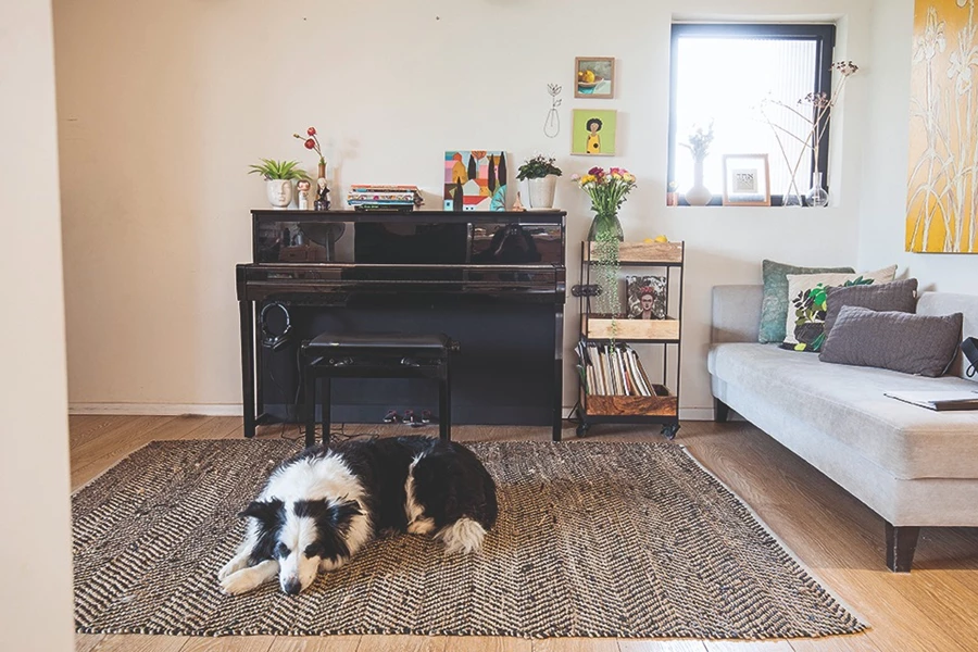 צילום: רוני כנעני