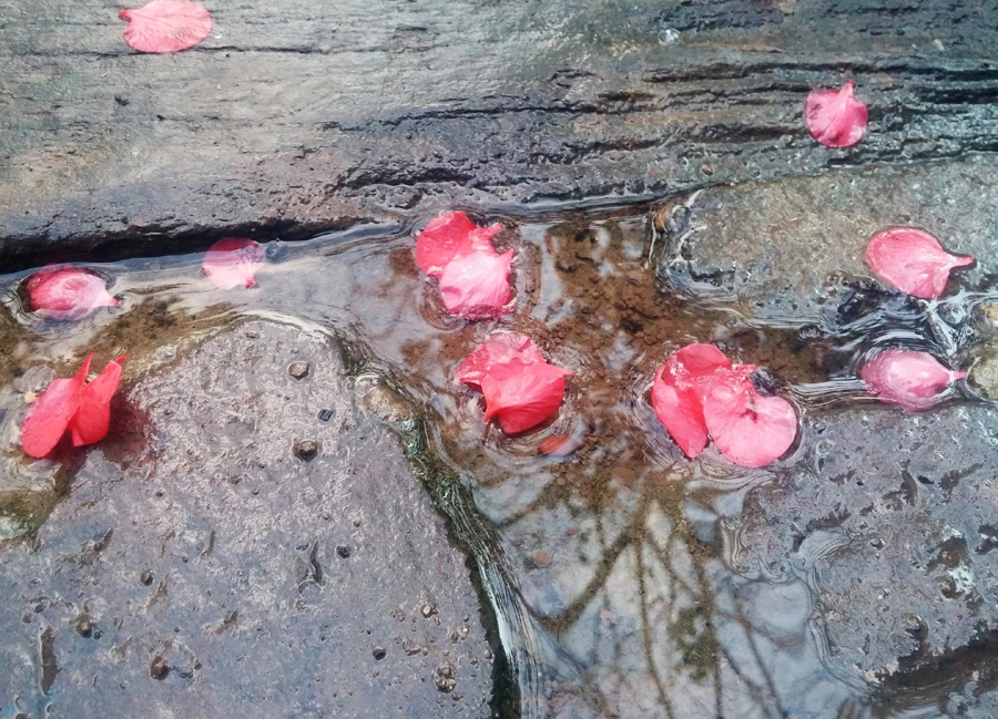 אם לעצור לרגע ולהתבונן, ניתן לגלות הפתעות קטנות כמעט בכל פינה. שילובי צבעים היפים ביותר של החורף