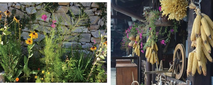 קלחי תירס מתייבשים ומקשטים את חזית הבית