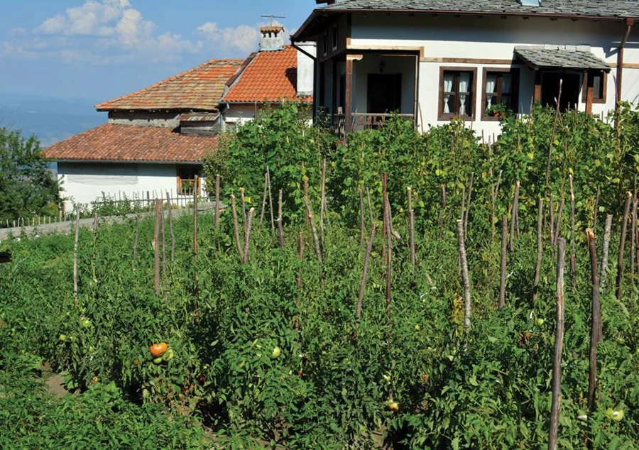 גינת ירק סמוך לשטח החצר