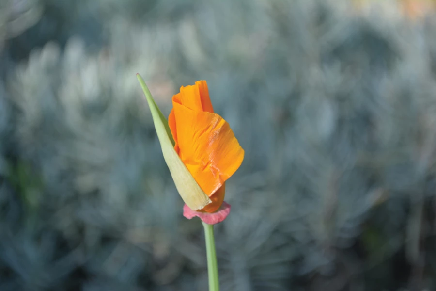 רואים את הפרטים הקטנים כבר בתחילת התהליך.