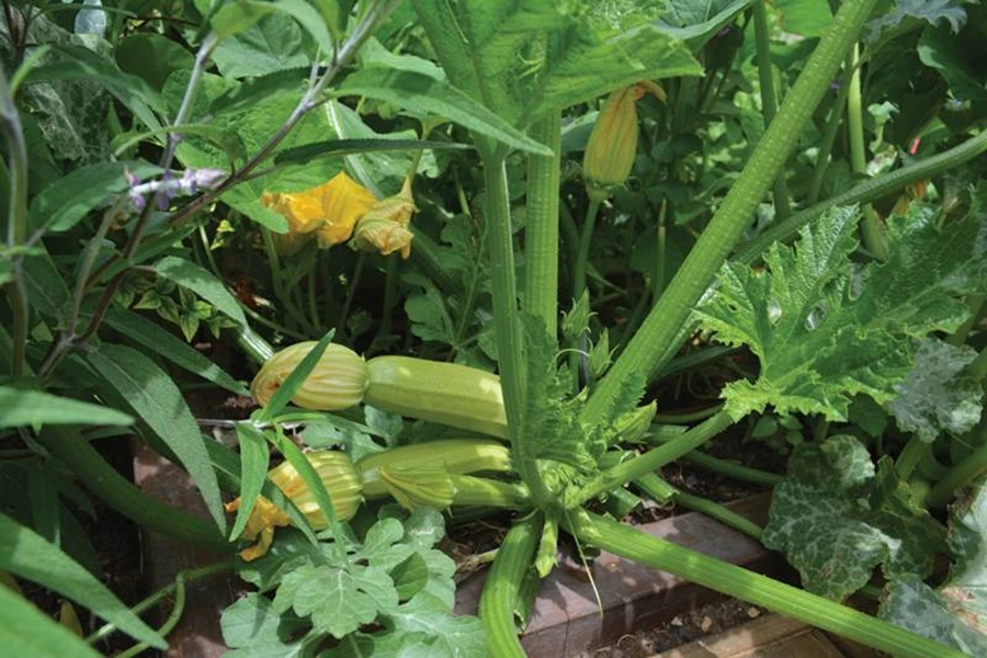 כבר לאחר חודש- חודשיים לאחר הקמת הגן - גן ירק מתחיל להחזיר חום, אהבה וקישואים.