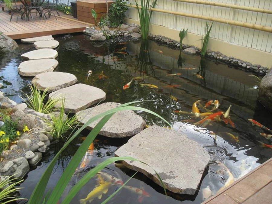 בריכת נוי במראה פראי בשילוב דגי נוי. אגמית בריכות נוי ובריכות שחיה במראה טבעי | אגמית בריכות נוי ובריכות שחיה במראה טבעי.