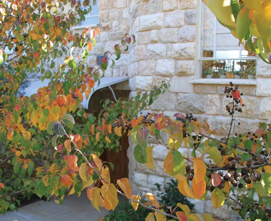 עצי אגס קלריאנה בשלכת עוטפים ברכות את הכניסה לאחוזת יסמין. אדריכל בני ארליך