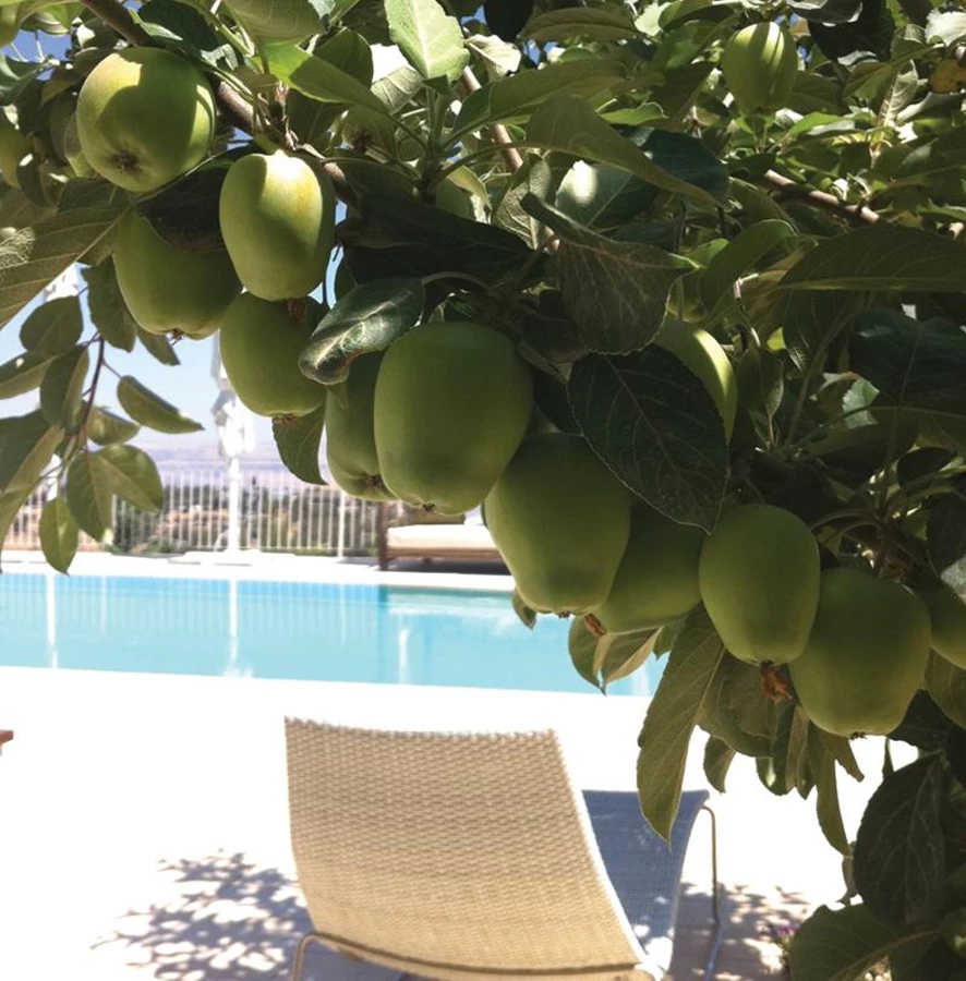 עצי תפוח יוצרים הצללה ומפנקים את האורחים. אחוזת יסמין. צילום-לבנה שמלא