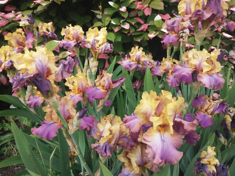 פריחת האירוסים