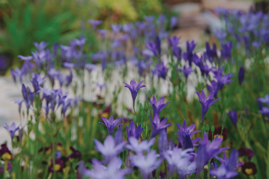 ברודאה- פורחת בשפע בחודשי האביב, מתרבה בנדיבות Brodea-Triteleia laxa