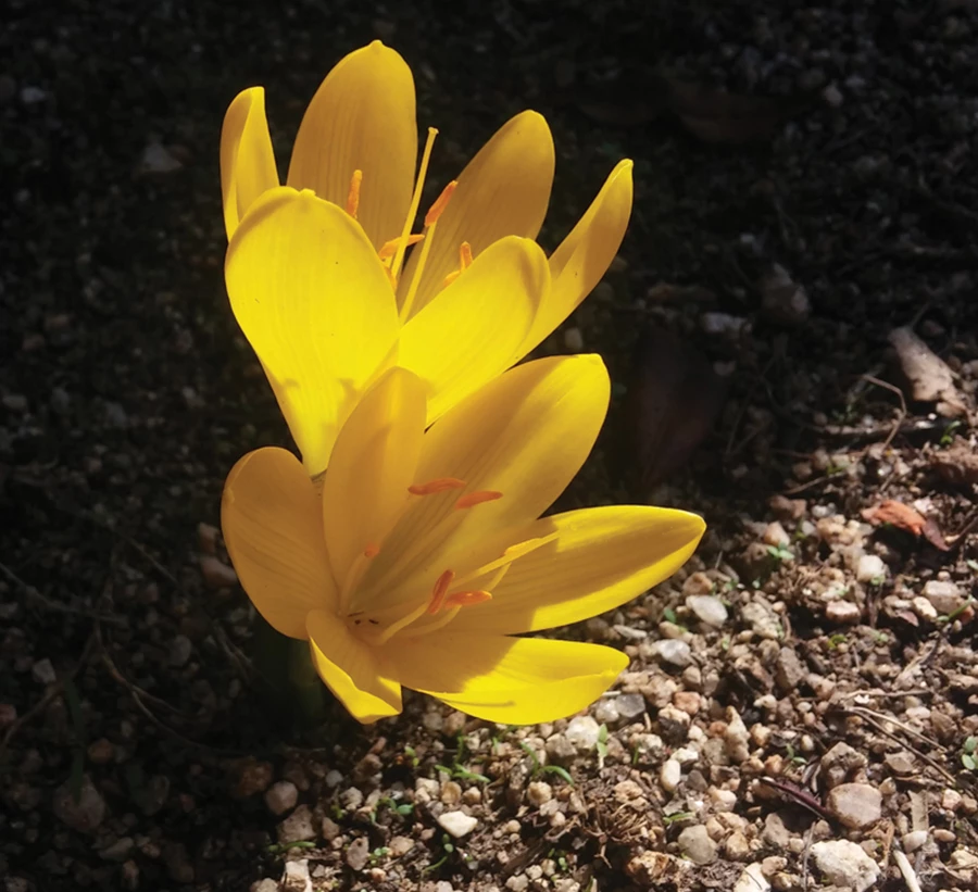 כרכום. צומח בר בישראל, פריחה סתווית.