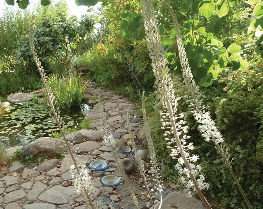 חצב מצוי מבשר את בואו של הסתיו.