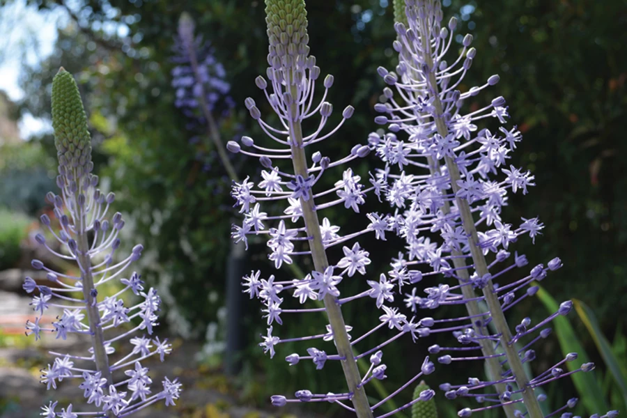 בן חצב יקינטוני עם עמוד תפרחת גבוה ומרשים בתחילת אביב.
