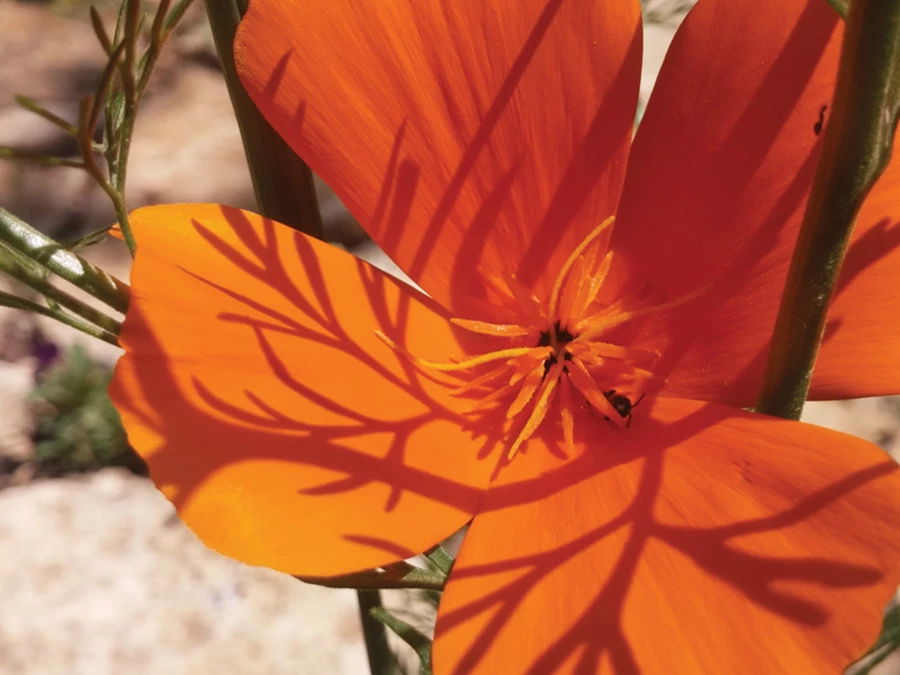 אשולציה, פרג קליפורני. ניתן לשתול בתחילת עונת החורף. מזריע את עצמו בשפע ומשמח בצבע כתום עז.