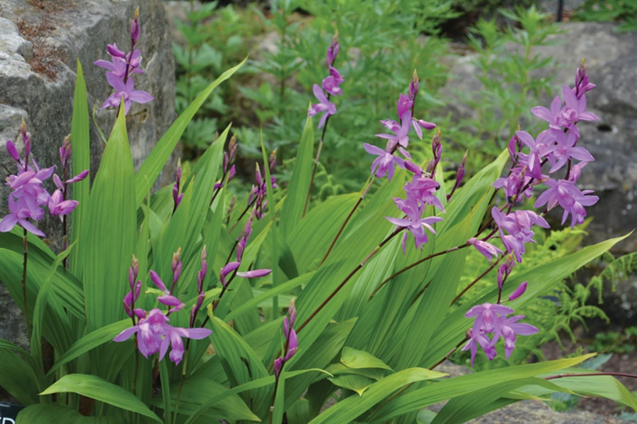 חלב בלטילה - סחלב שמשתלב בגינה מוצלת בהצלחה רבה. Blitilla Striata