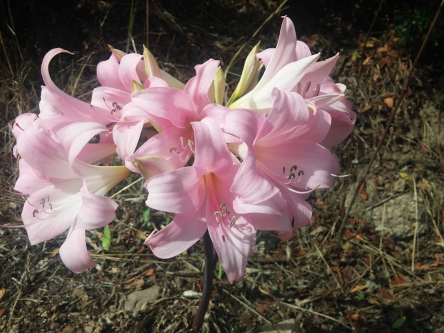 פריחה סתיוית של אמריליס בלדונה .Amarilis belladonna