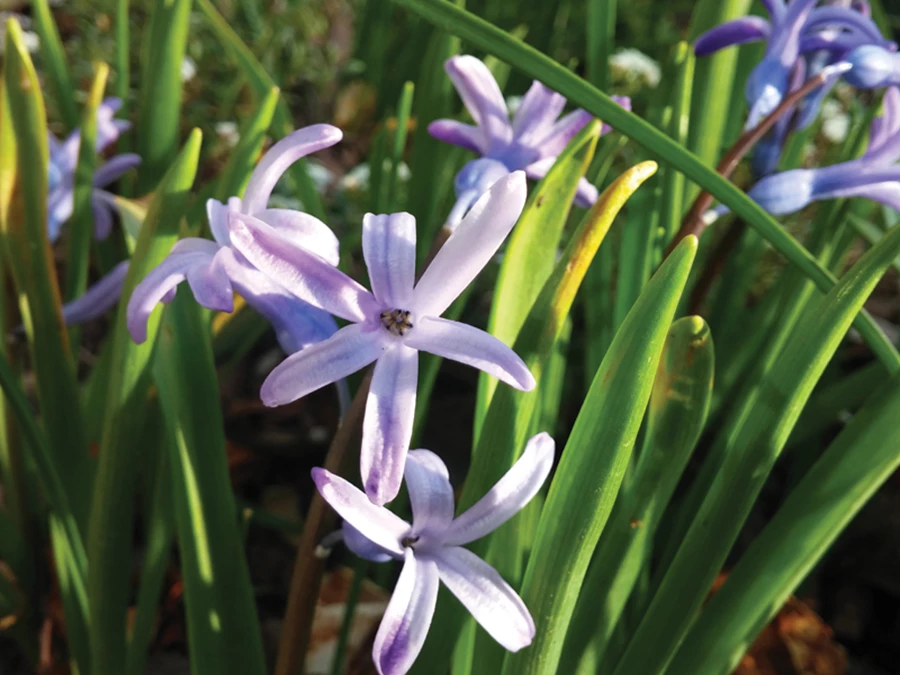 יקינטון מזרחי (Hyacintus orientalis) צומח בר בארץ. פרח יקינטון מפיץ ניחוח משכר.