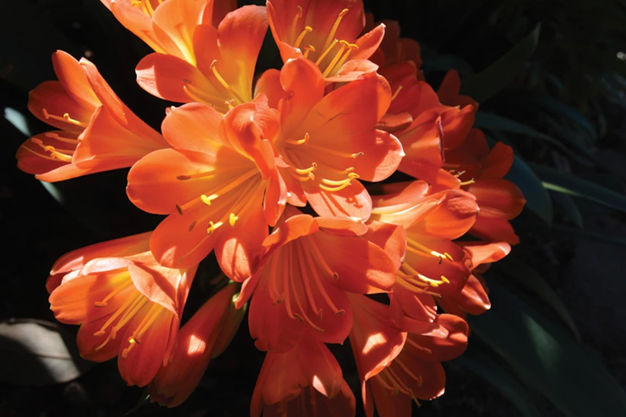 קליוויה פורחת בסוף החורף .Clivia miniata