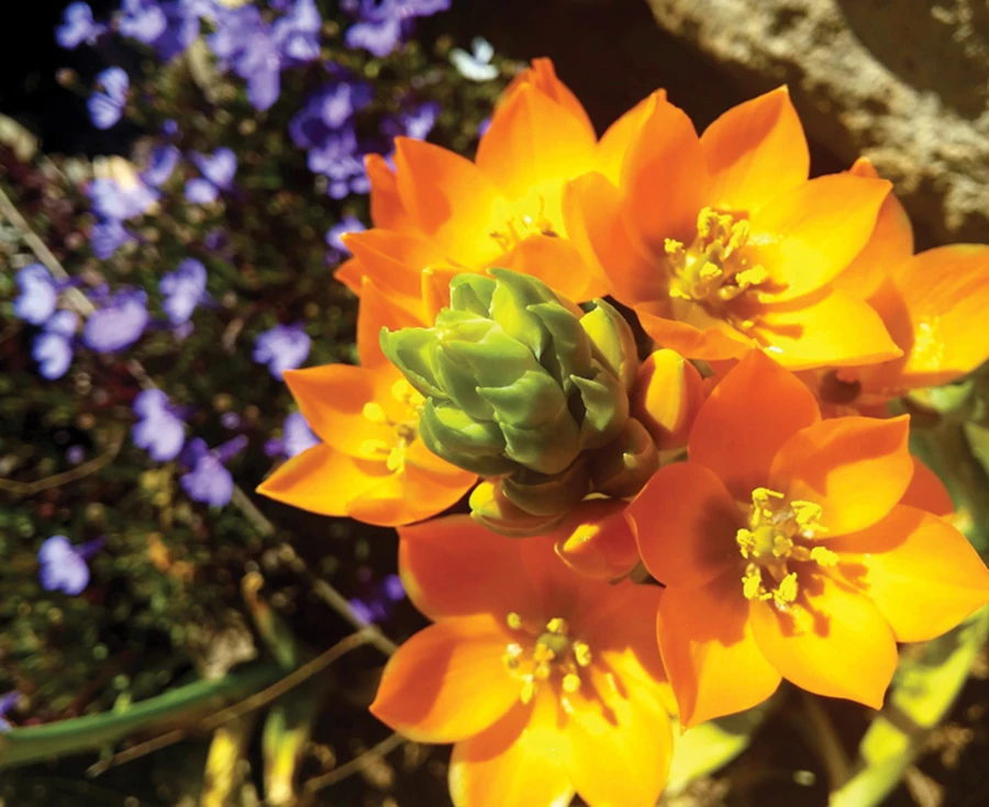 נץ חלב (טירזואדס) פורח בשבוע בתחילת האביב. מתמיד בפריחתו הארוכה.