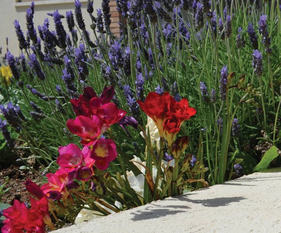 פרחי הפרזיה מפיצים ריח משכר ופורחים בשלל צבעים, Freesia.