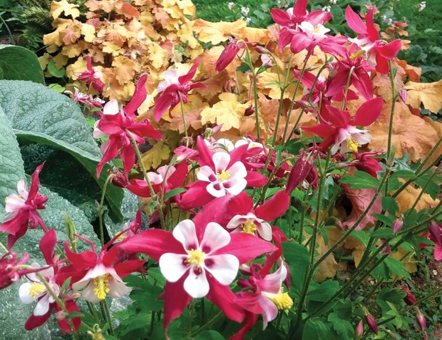 אקווילגיה - פורחת באביב, הצללה חלקית. לפרח זנב-כלי האוסף את מי הטל, וזהו גם מקור השם Aquilegia.