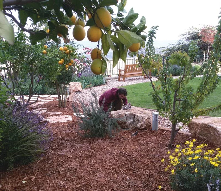 עבודה סתיווית- שותלים פקעות בגינות.