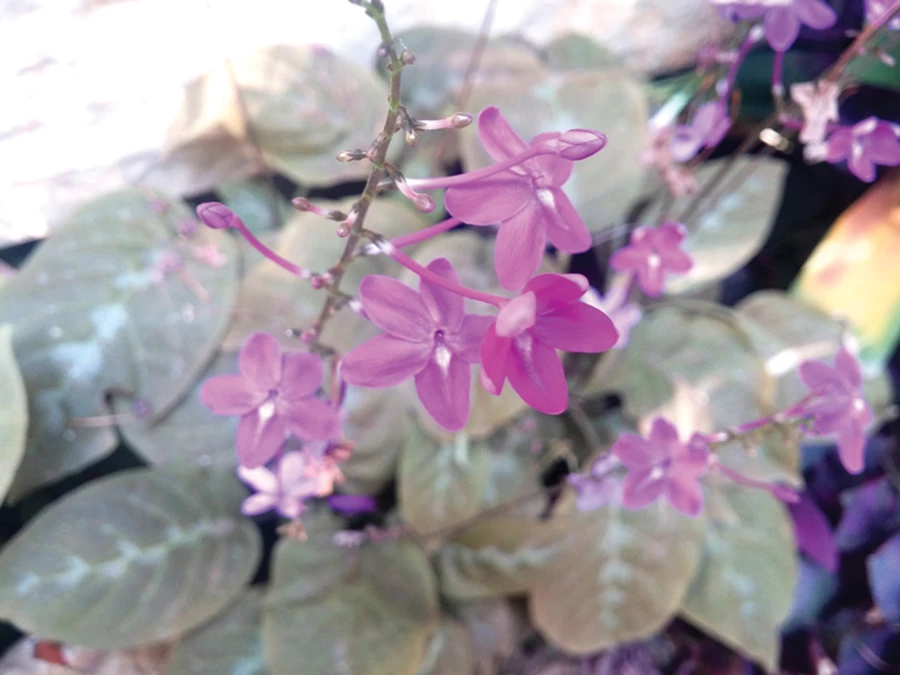 צמח השוקולד - עליו בצבע ברונזה ודוגמה אפורה, פרחים-כוכבים סגולים. מזריע את עצמו בשפע, נעלם בחורף. Pseuderanthemum alatum.