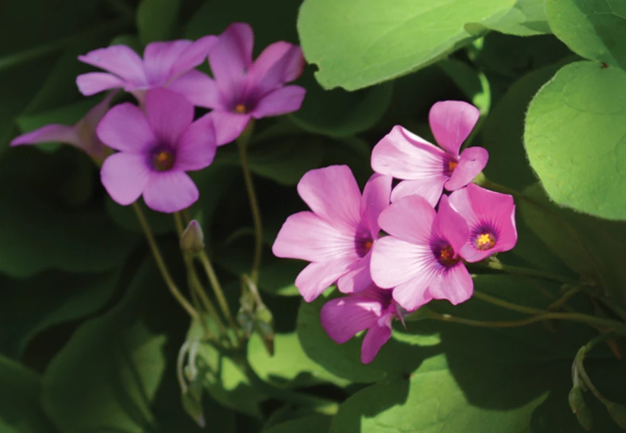 חמציץ נוי- חמציץ מזן חזק, פורח בשפע, אינו שתלטני.