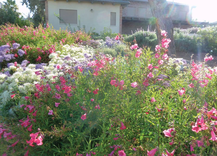 פריחה קיצית בגן התחתון.