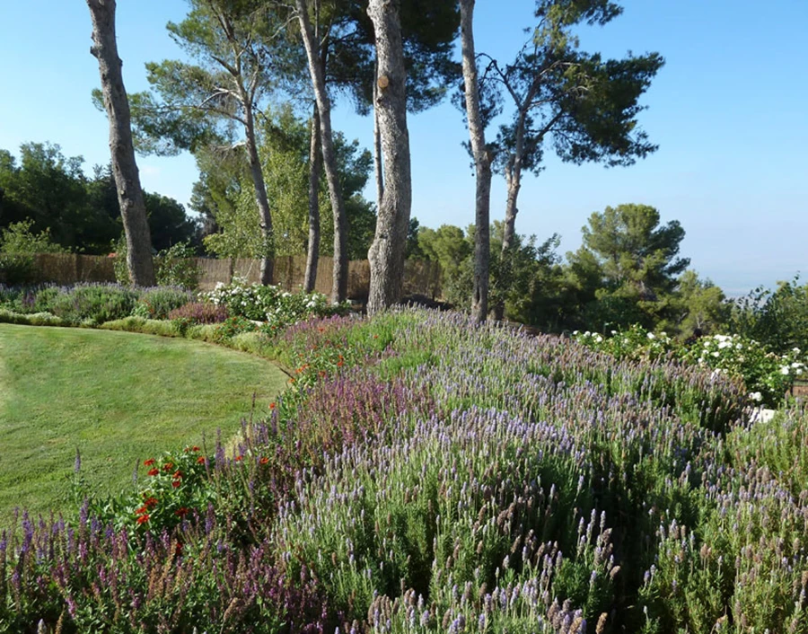 מרבד של לבנדרים ומרוות.