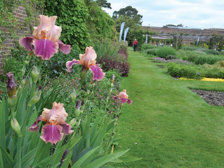 חלקת התבלינים בקיו גארדן.
