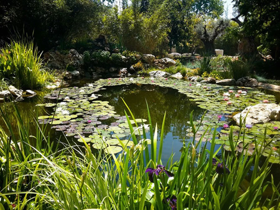 אגם אקולוגי של כ-150 מר