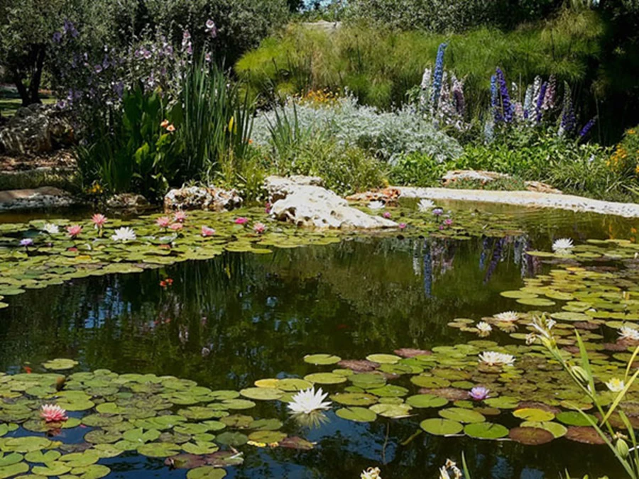 צמחי המים בבריכה האקולוגית אחראים על לא מעט מהקסם | מים-שקטים