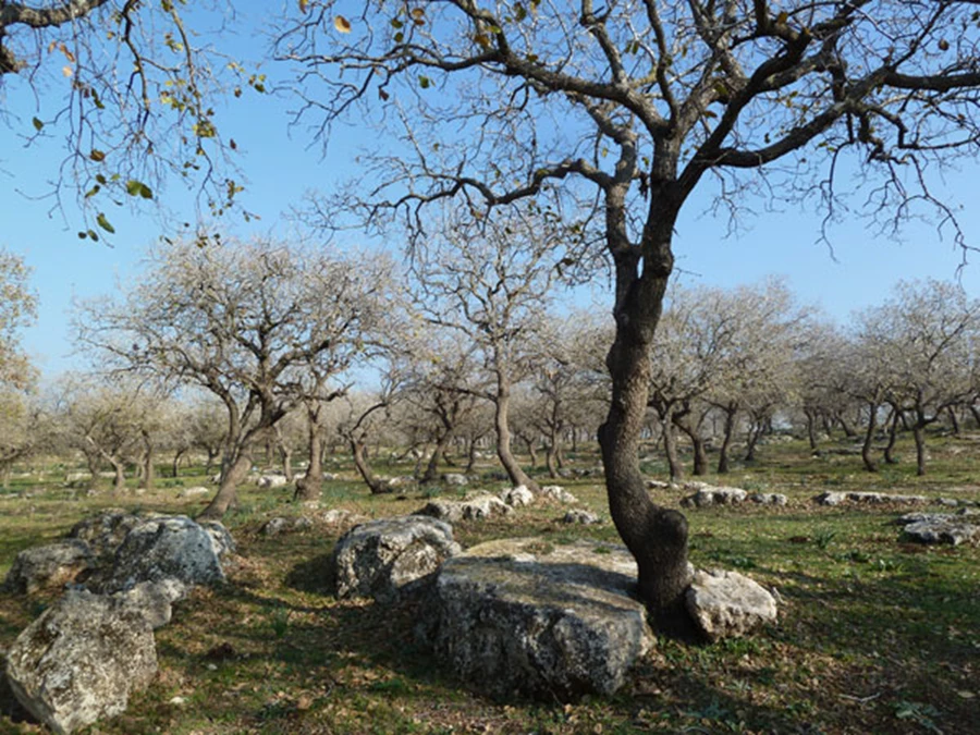 עצי אלון בגליל המערבי משתלבים עם הסלעים בצורה מושלמת - עיצוב נוף ללא דופי.