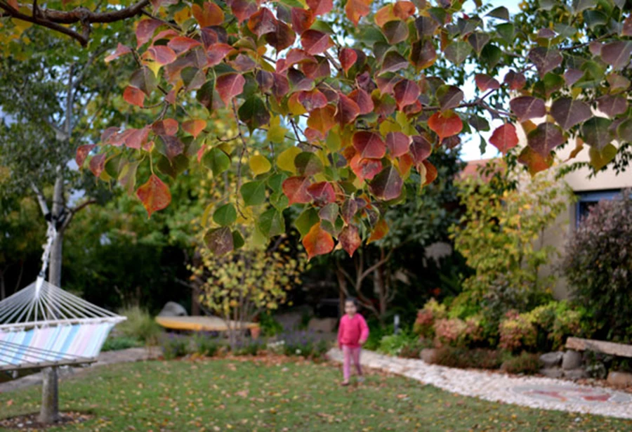 צבעי שלכת מרהיבים של ספיון השעווה