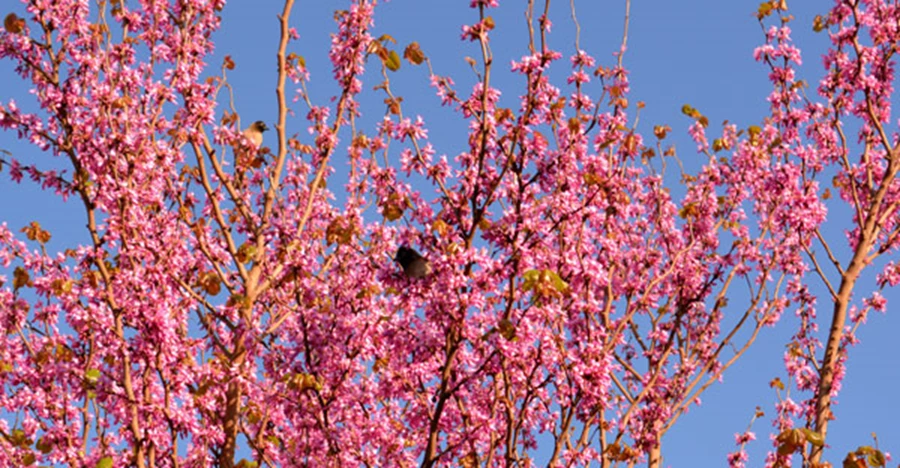פריחת כליל החורש מושכת אליה להקות של ציפורים.