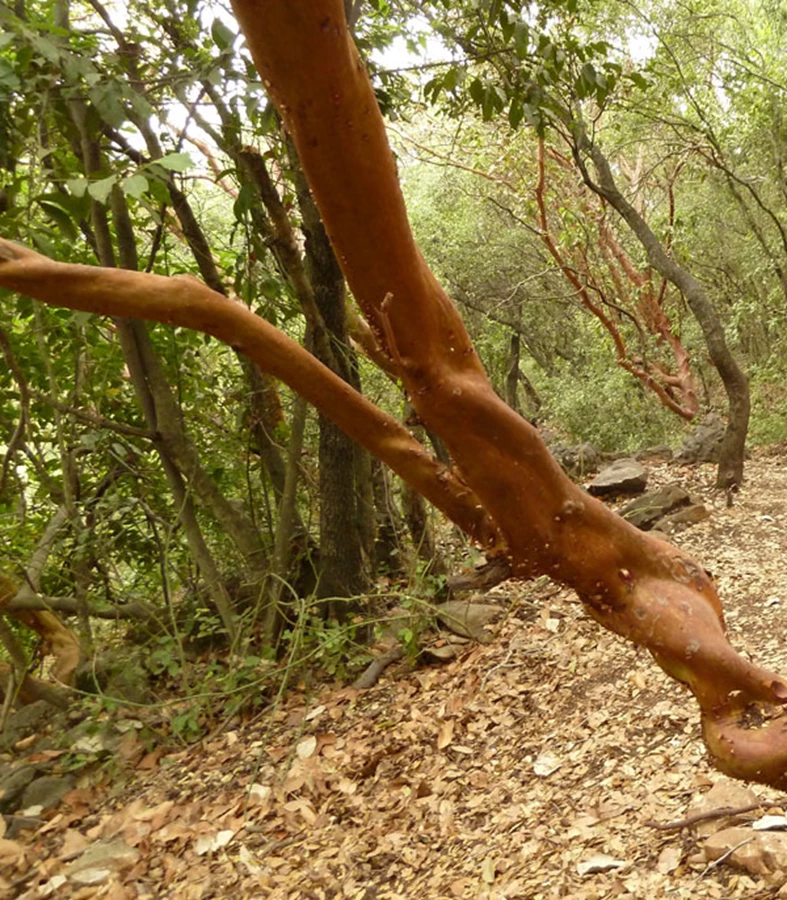 הגזע המיוחד של קטלב מצוי בטבע