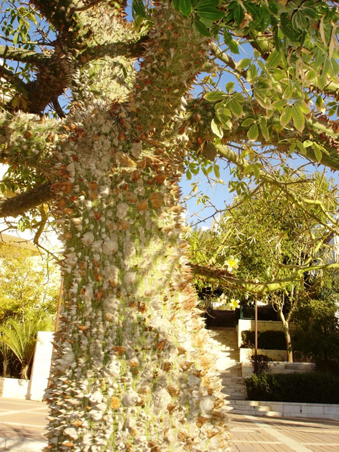 גזע מסקרן ומרטיע בו זמני של כוריזיה בקבוקית