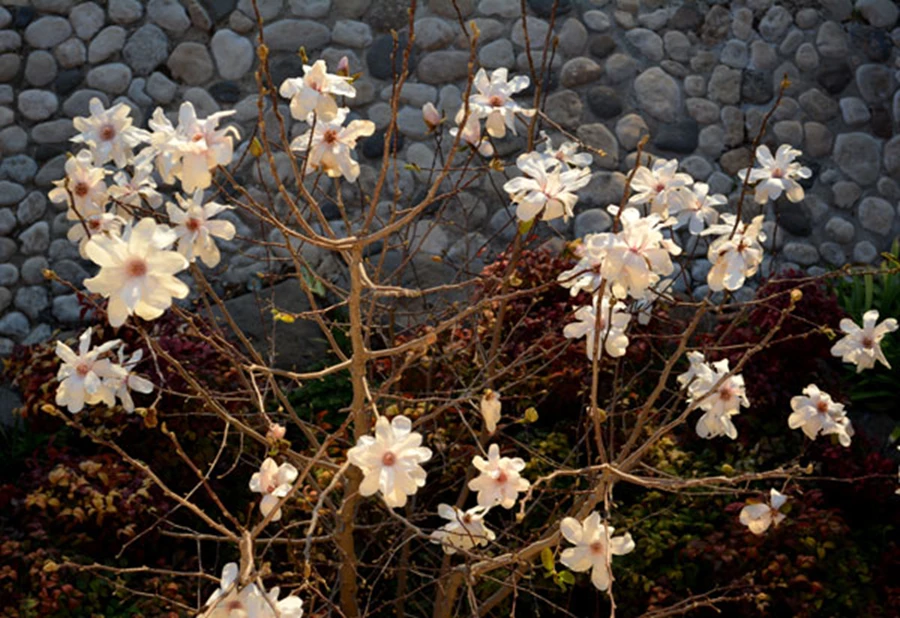 מגנוליה כוכבית פורחת בחודשי חורף, כאשר רוב הגן בתרדמה