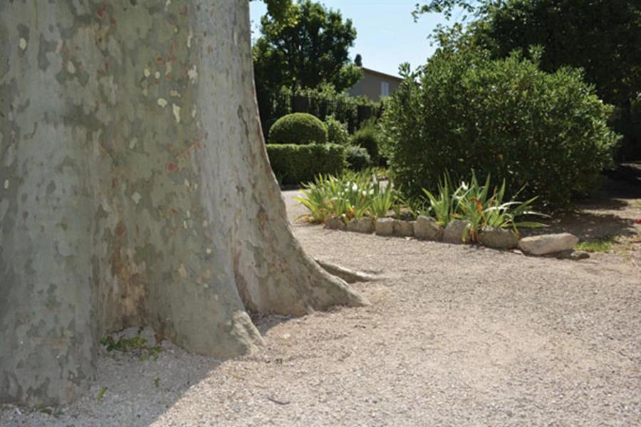 חיפויי קרקע רכים נוחים לדריכה ומהווים רקע מעניין עבור הצמחייה.