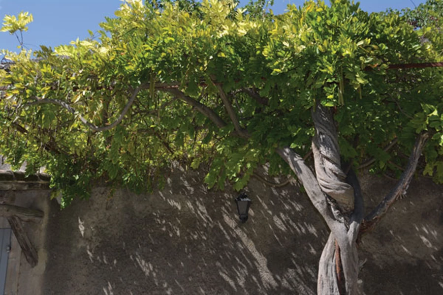 וויסטריה פה לא רק בפריחתה המרהיבה, אלא גם מפתחת גזע דקורטיבי ומעניין.