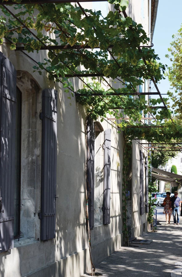 צמחים מטפסים מקשטים את חזיתות הבתים.