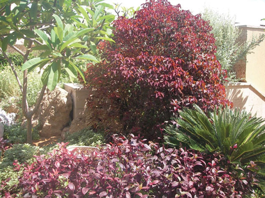 עלוות צבעוניות ללא פריחה, משחק מענין לעין.