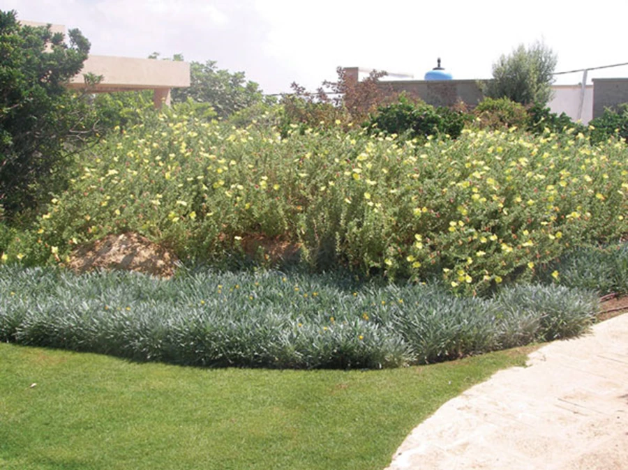 עלוה אפורה לצד עלוה ירוקה- נר הלילה החופי לצד גזניה כסופה הפורחת בצהוב.