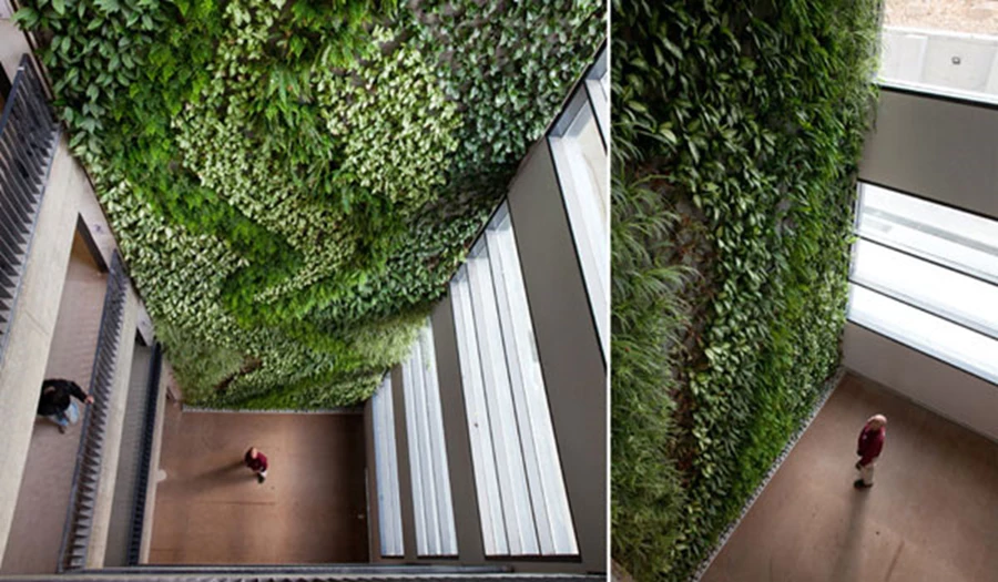 הקיר הירוק מקרר את האוויר, סופח רעלים, תורם לאקוסטיקה