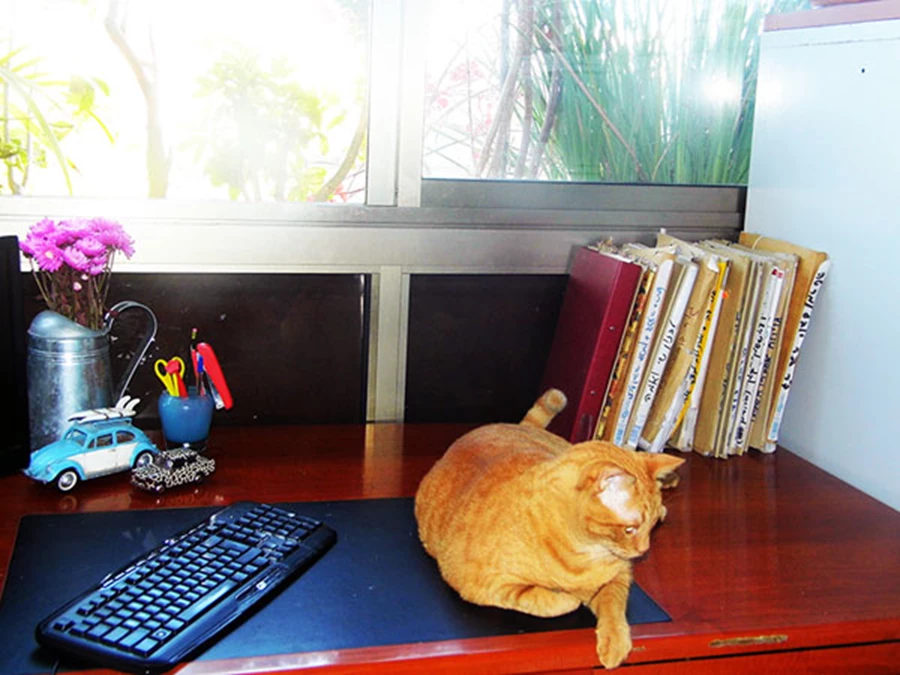 גם החתול הביתי לא מוותר על שהות קצרה באווירה הזו.