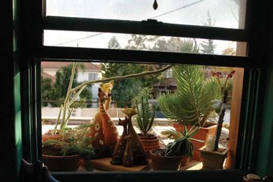 גינה טרופית