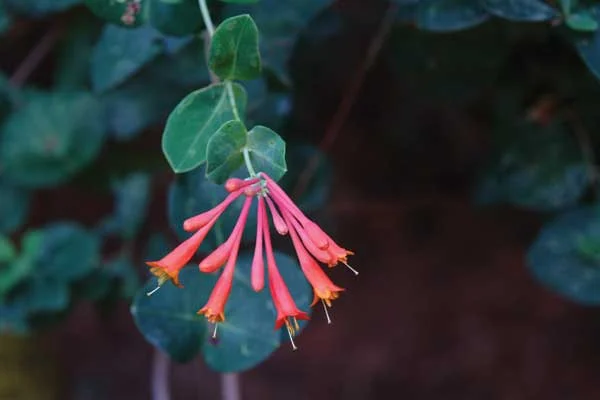 גינה ידידותית לסביבה
