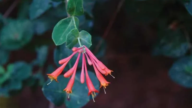גינה ידידותית לסביבה