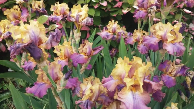 דבר אלי בפרחים  (זרעים, פקעות ובצלים)