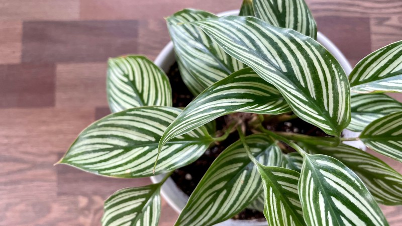 קלתאה: דיווה טרופית בסלון