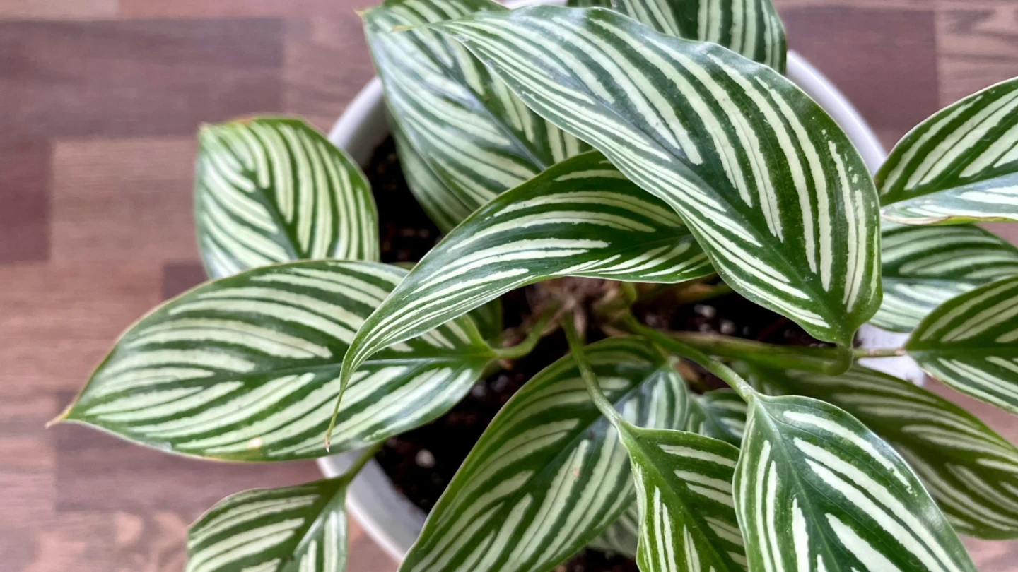 קלתאה: דיווה טרופית בסלון