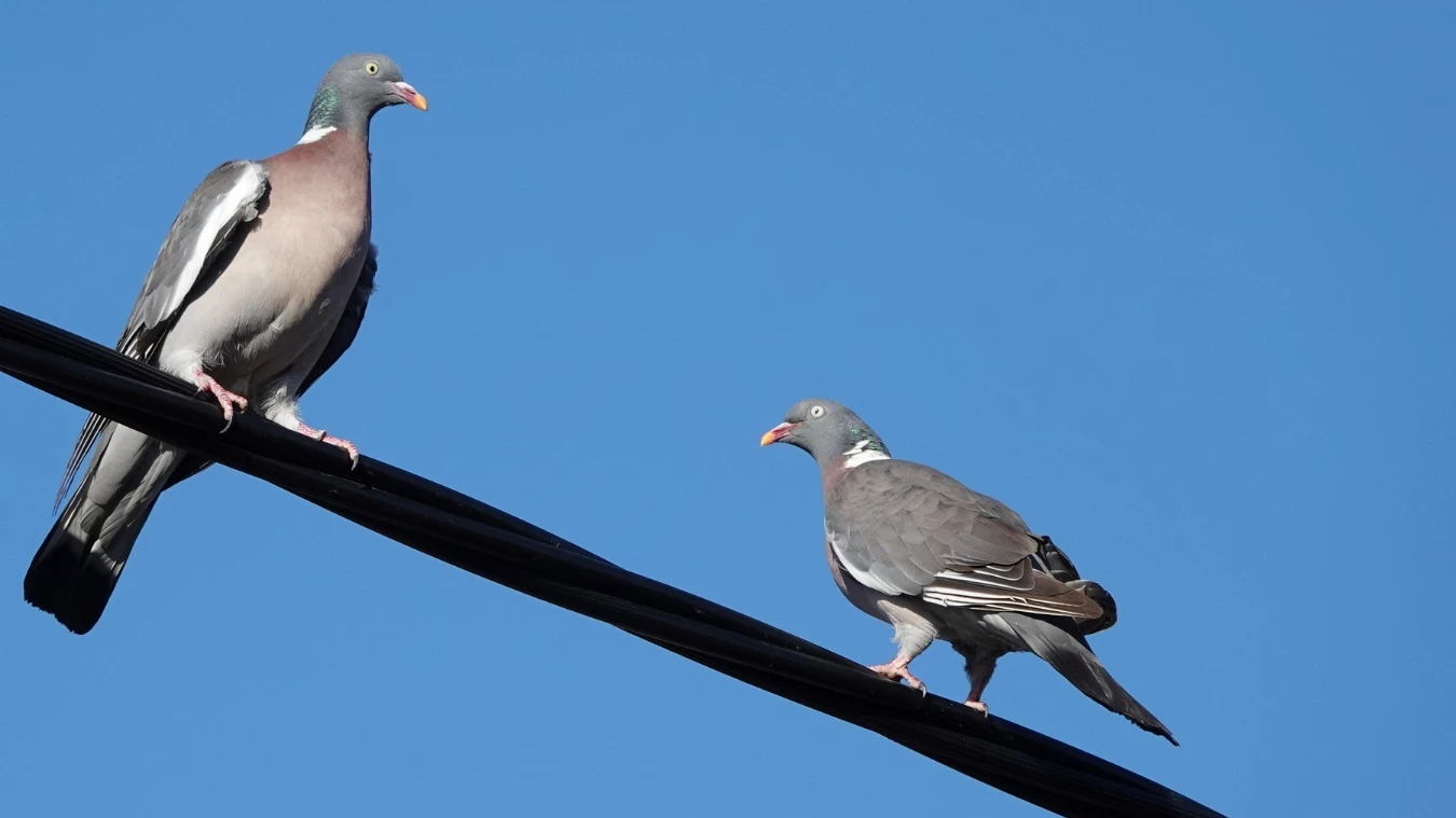 טיפים עיצוביים חשובים בעת תכנון מעטפת הבית שלכם